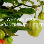 Why Are Your Habaneros Still Green