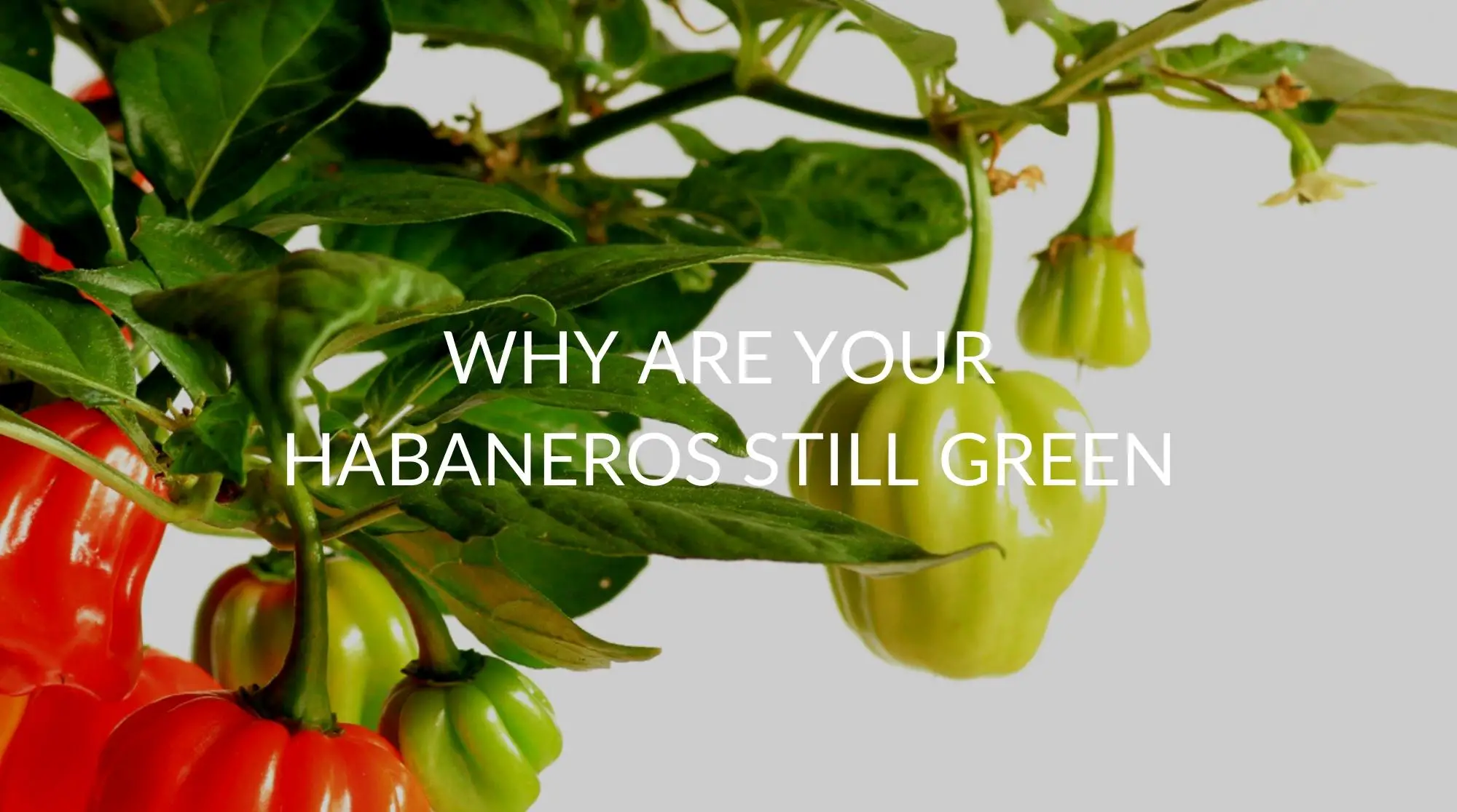 Why-Are-Your-Habaneros-Still-Green