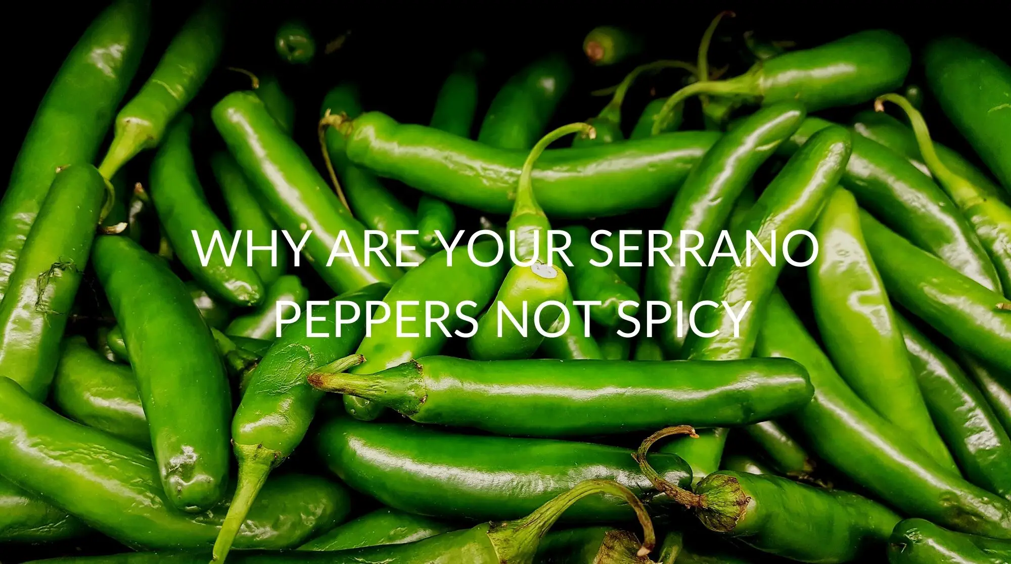 Why-Are-Your-Serrano-Peppers-Not-Spicy