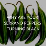 Why-Are-Your-Serrano-Peppers-Turning-Black