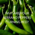 Why Are Your Serrano Peppers Turning Red?