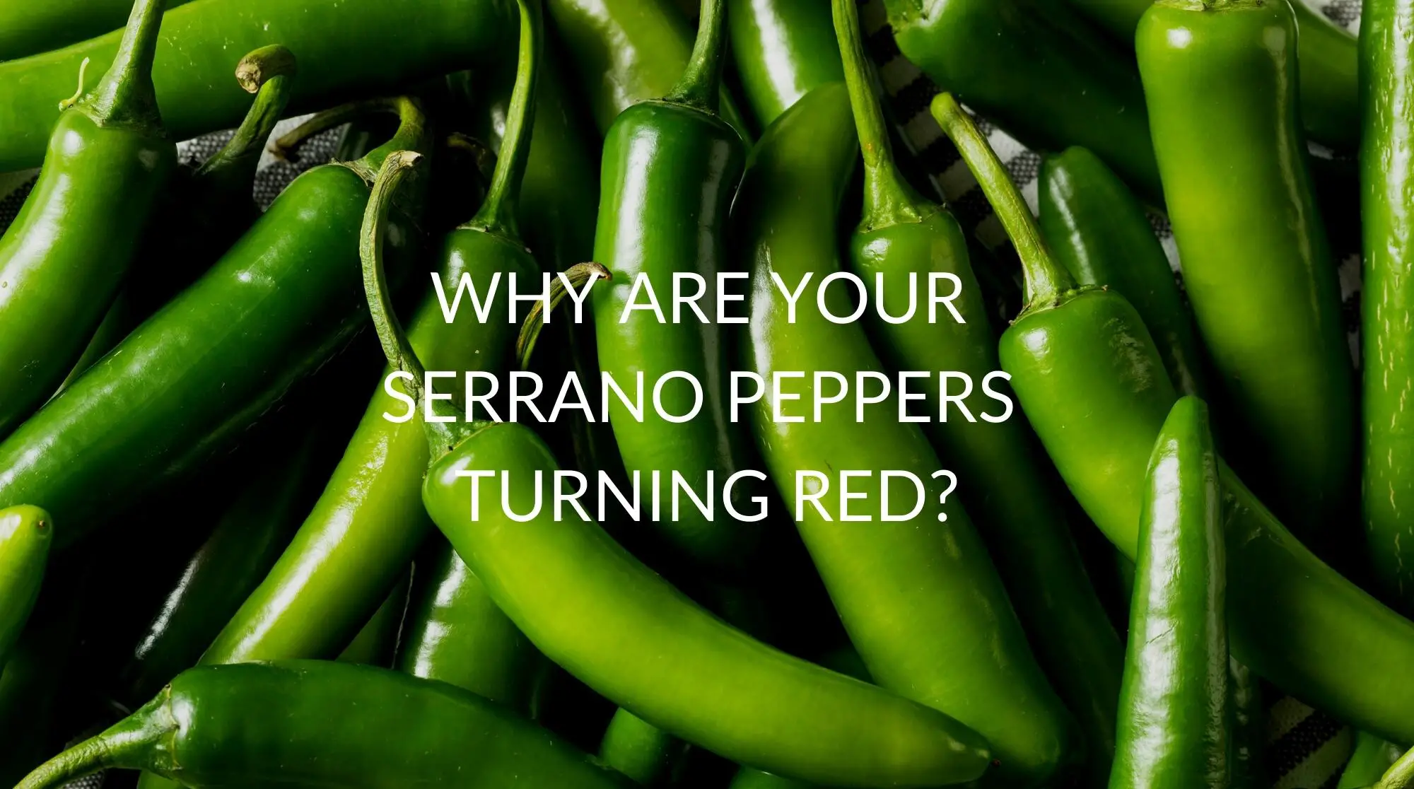 Why-Are-Your-Serrano-Peppers-Turning-Red-1