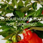 Why Is Your Habanero Plant Not Growing?