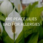 Are Peace Lilies Bad For Allergies (& 4 Allergy Prevention Tips)