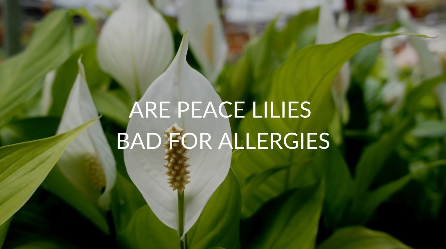 Are Peace Lilies Bad For Allergies (& 4 Allergy Prevention Tips) Soak