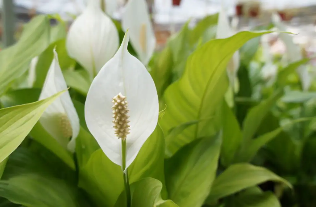 Are Peace Lilies Bad For Allergies