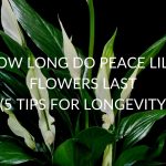 How Long Do Peace Lily Flowers Last (5 Tips For Longevity)