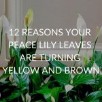 12 Reasons Your Peace Lily Leaves Are Turning Yellow And Brown