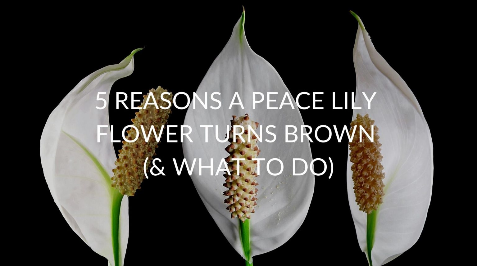 5 Reasons A Peace Lily Flower Turns Brown (& What To Do) Soak And Soil