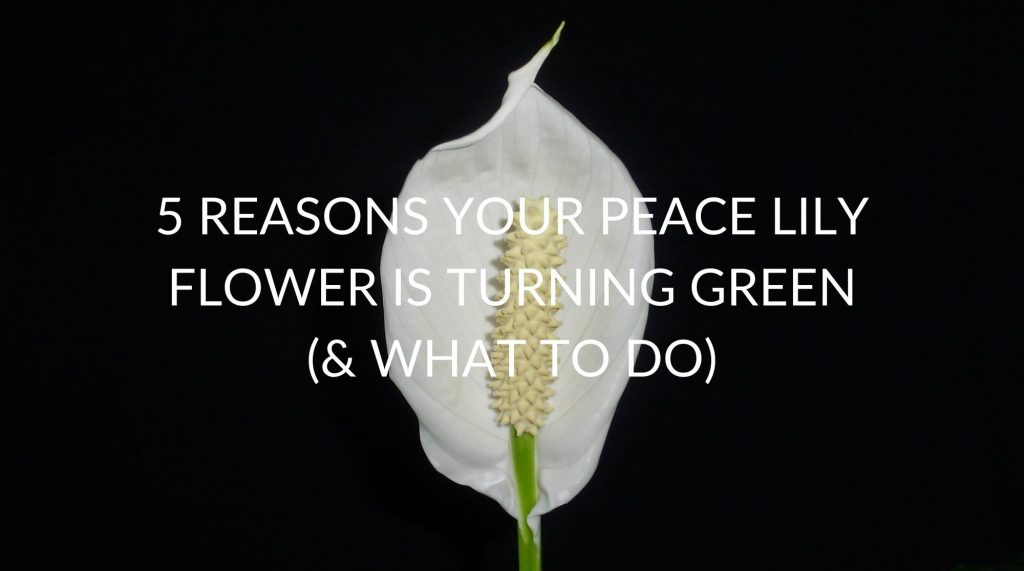 5 Reasons Your Peace Lily Flower Is Turning Green (& What To Do) Soak And Soil