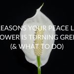 5 Reasons Your Peace Lily Flower Is Turning Green (& What To Do)