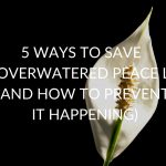 5-WAYS-TO-SAVE-AN-OVERWATERED-PEACE-LILY-AND-HOW-TO-PREVENT-IT-HAPPENING