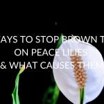9 Ways To Stop Brown Tips On Peace Lilies (& What Causes Them)