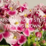 African Violet Stem Turning Brown