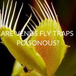 Are Venus Fly Traps Poisonous?