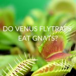 Do Venus Fly Traps Eat Gnats?