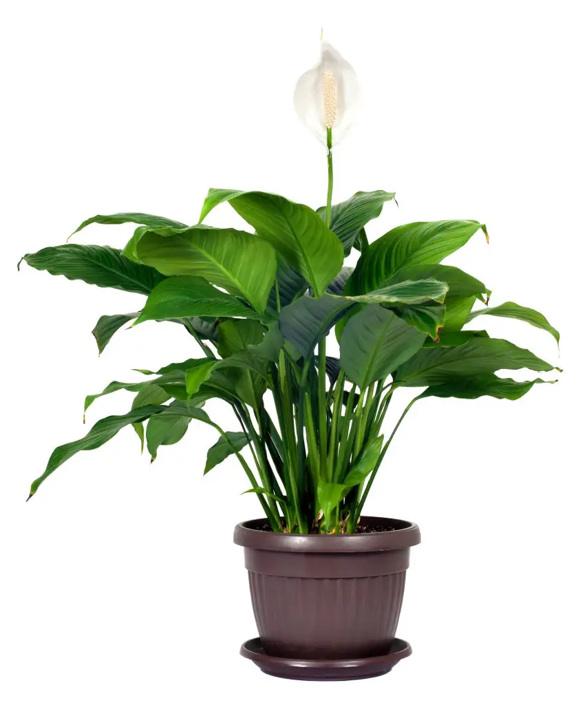 Houseplant - Spathiphyllum floribundum (Peace Lily). White Flower isolated on white background