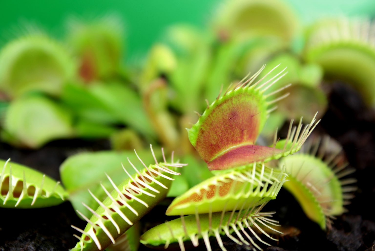 do-venus-fly-traps-eat-gnats-soak-and-soil