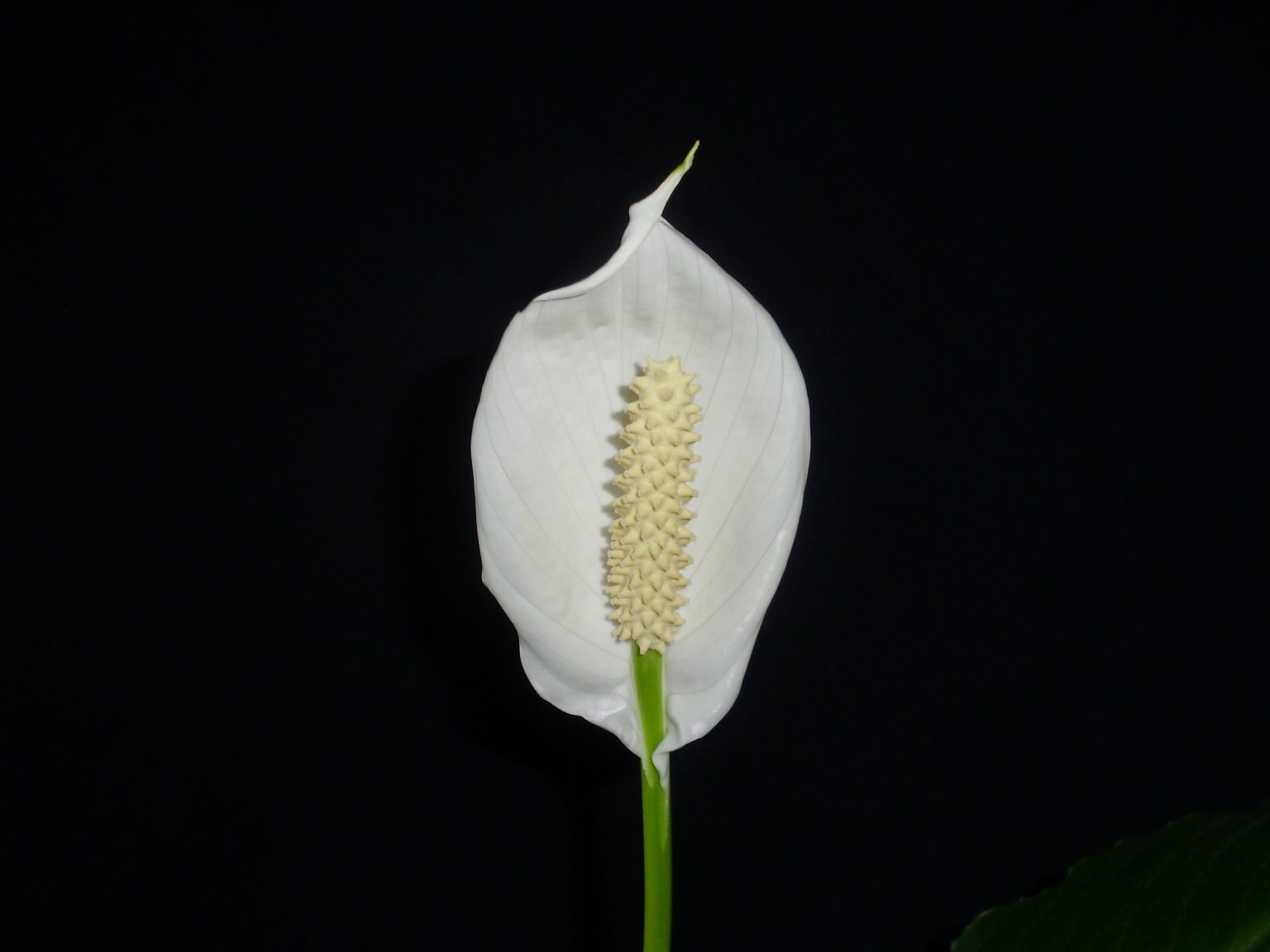 5 Reasons Your Peace Lily Flower Is Turning Green (& What To Do) Soak
