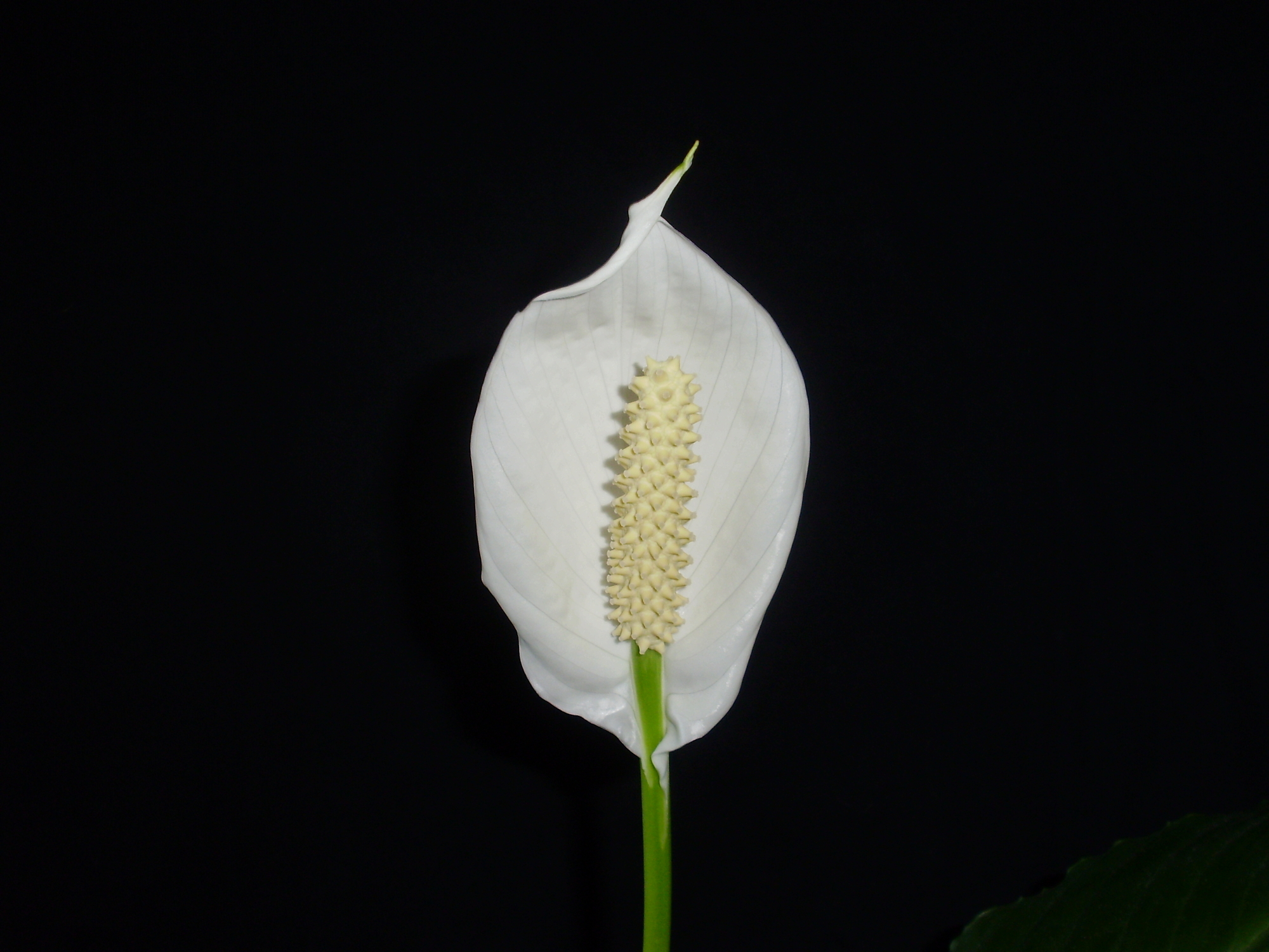 5 Reasons Your Peace Lily Flower Is Turning Green (& What To Do) Soak And Soil