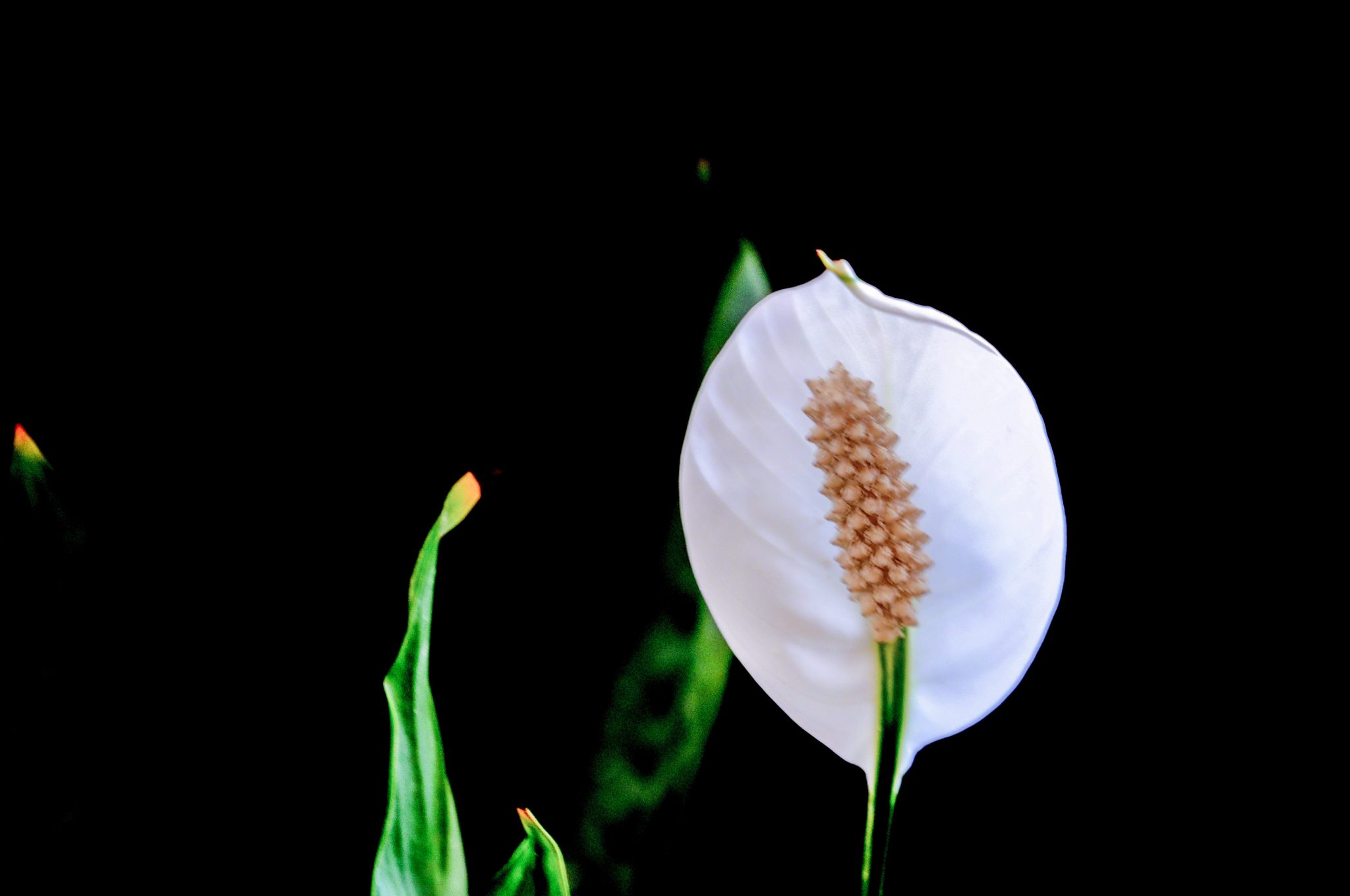 9 Ways To Stop Brown Tips On Peace Lilies (& What Causes Them) - Soak ...