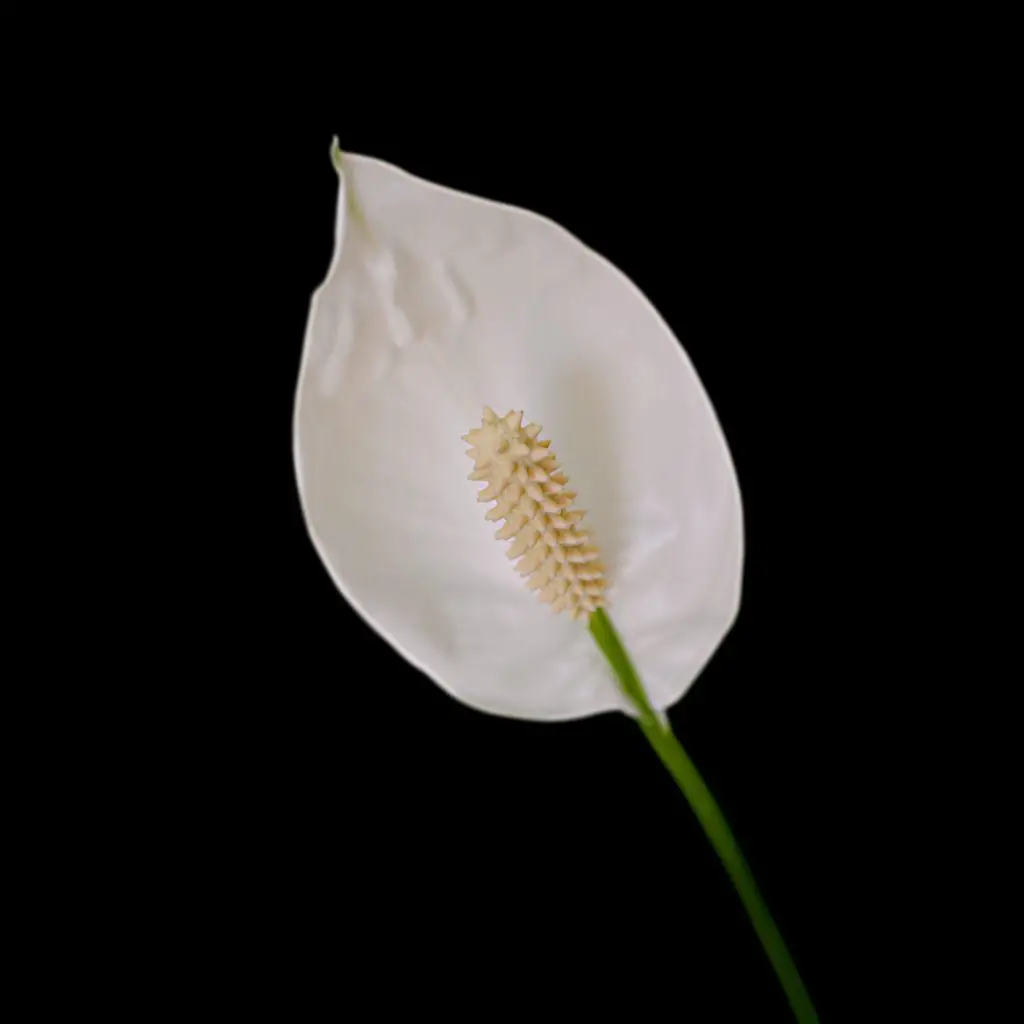 White Spathiphyllum flower isolated on a black background