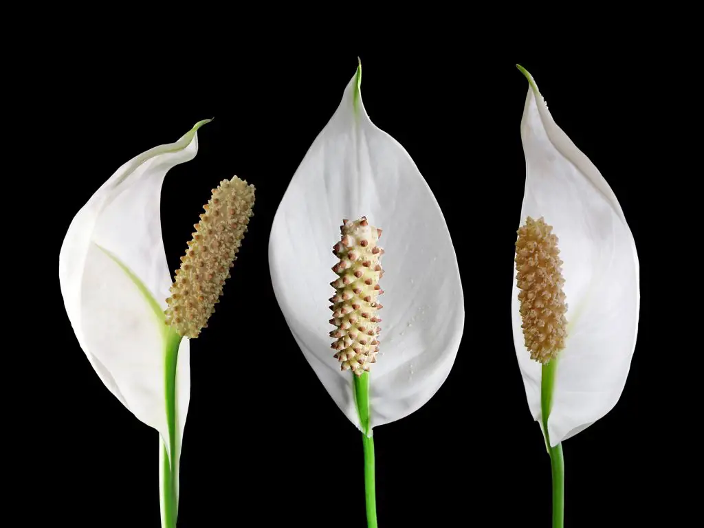 White flowers of Spathiphyllum isolated on a black background