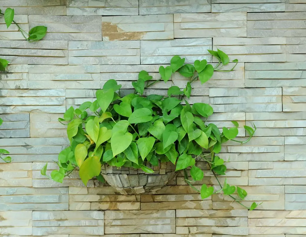 Devil s ivy decorated on wall