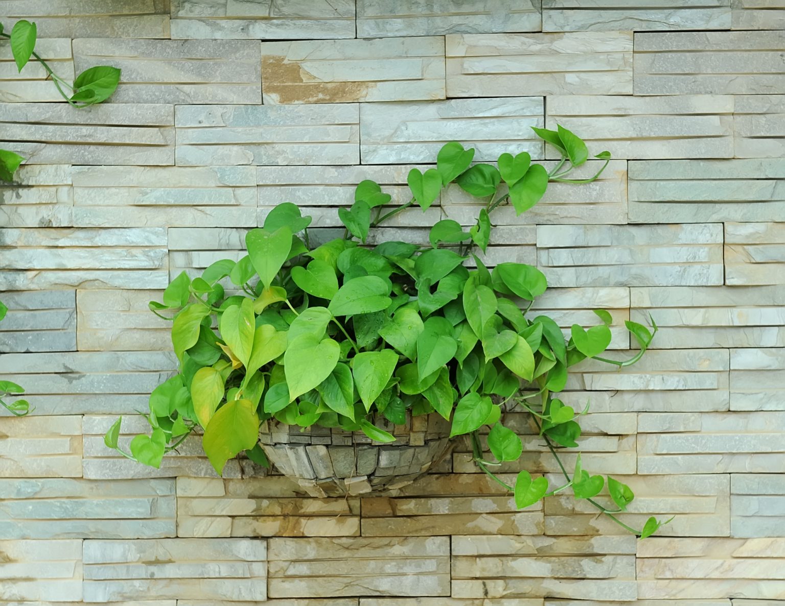 Do Pothos Need Drainage