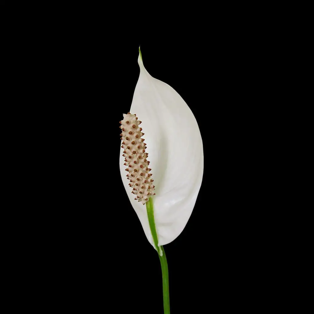 White Spathiphyllum flower isolated on a black background
