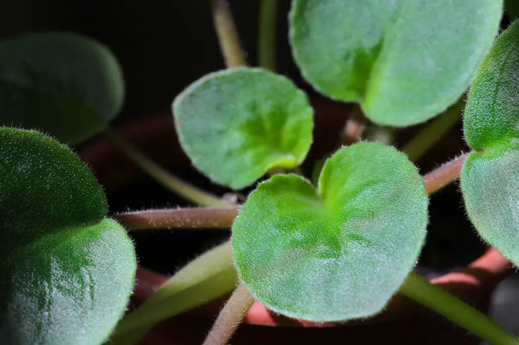 Saintpaulia african violet. Young African violet leaves.