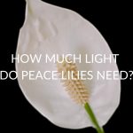 How Much Light Do Peace Lilies Need?