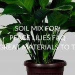 Soil Mix For Peace Lilies FAQ (7 Great Materials To Try)