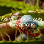 Are Venus Fly Traps Dangerous