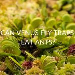 Can Venus Fly Traps Eat Ants?
