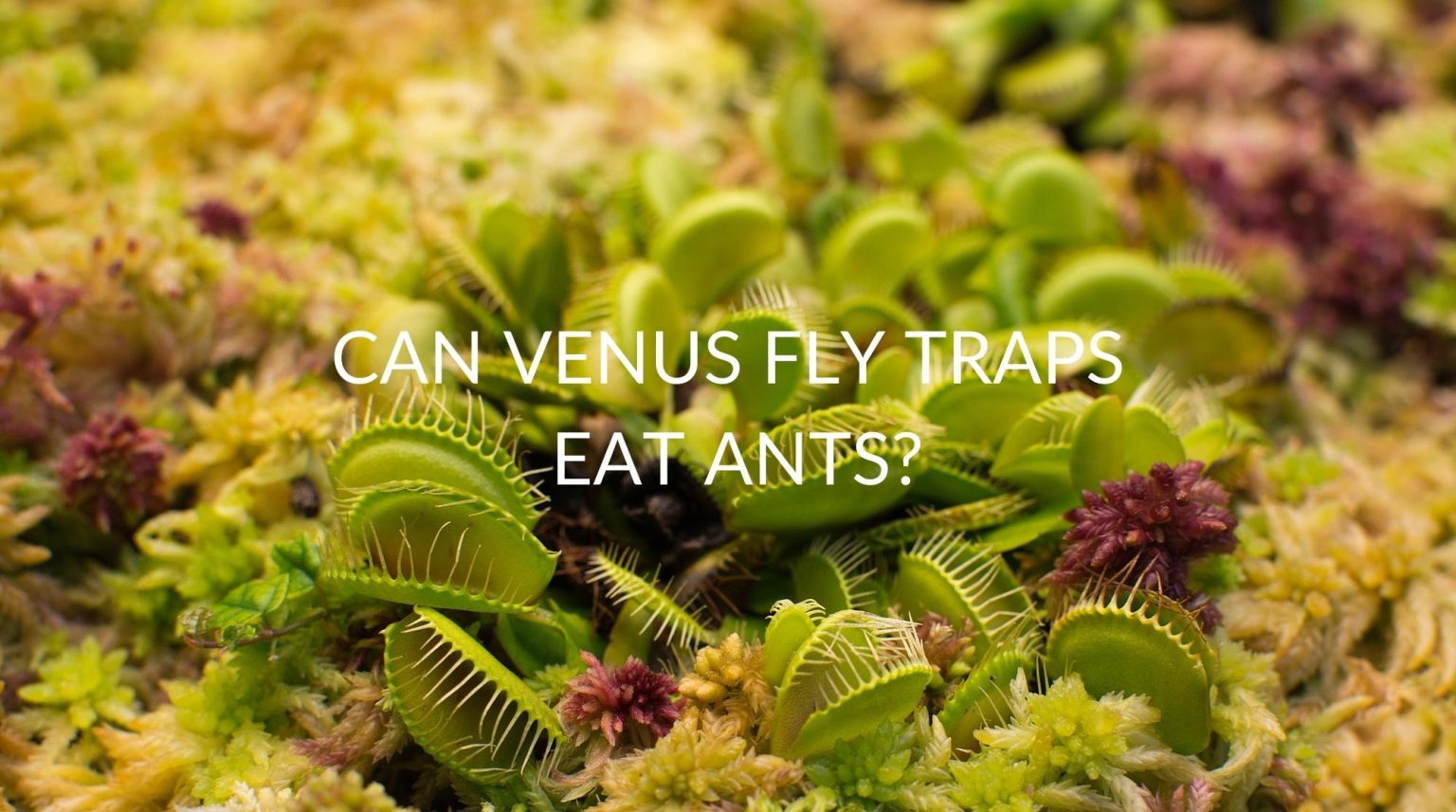 Can Venus Fly Traps Eat Ants? Soak And Soil