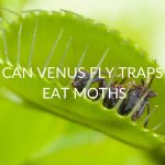 CAN-VENUS-FLY-TRAPS-EAT-MOTHS
