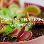Can Venus Fly Traps Eat Worms?
