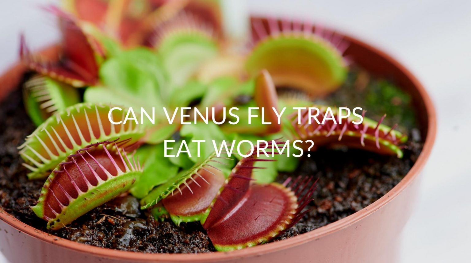 Can Venus Fly Traps Eat Worms? Soak And Soil