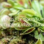 CAN-VENUS-FLY-TRAPS-SURVIVE-WITHOUT-EATING-BUGS-1