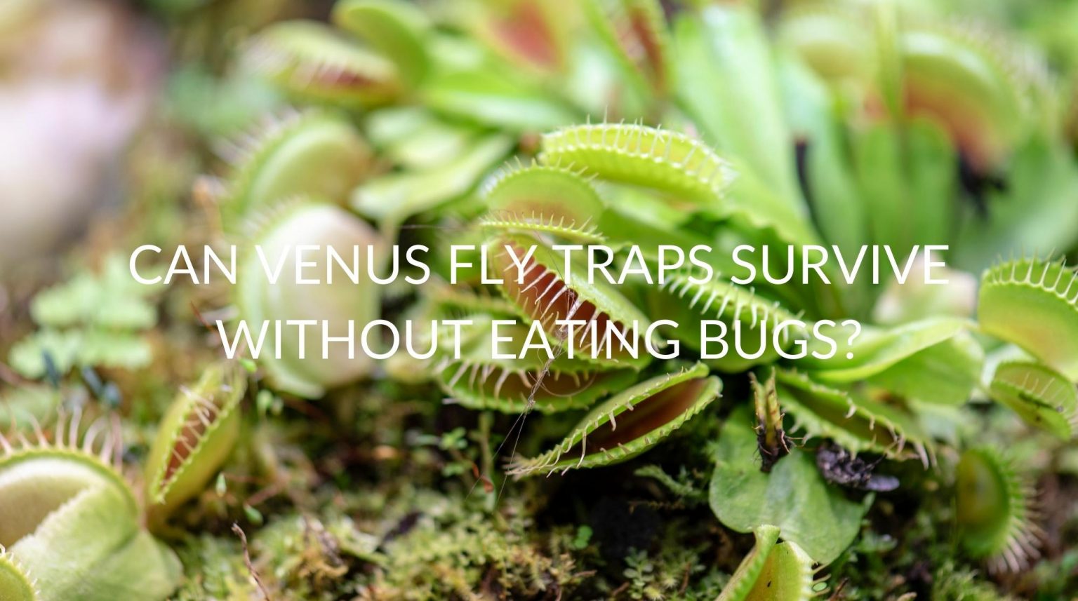 Can Venus Fly Traps Survive Without Eating Bugs? Soak And Soil