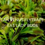 Can Venus Fly Traps Eat Lady Bugs