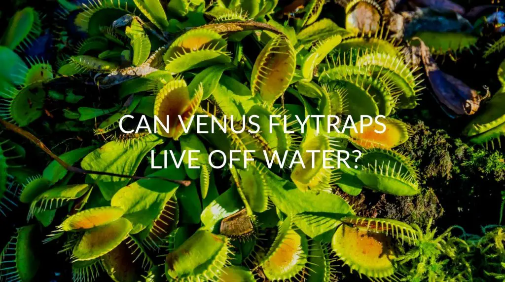 Can Venus Fly Traps Survive With Just Water? Soak And Soil