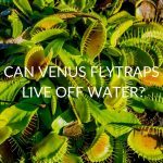 Can Venus Fly Traps Survive With Just Water?
