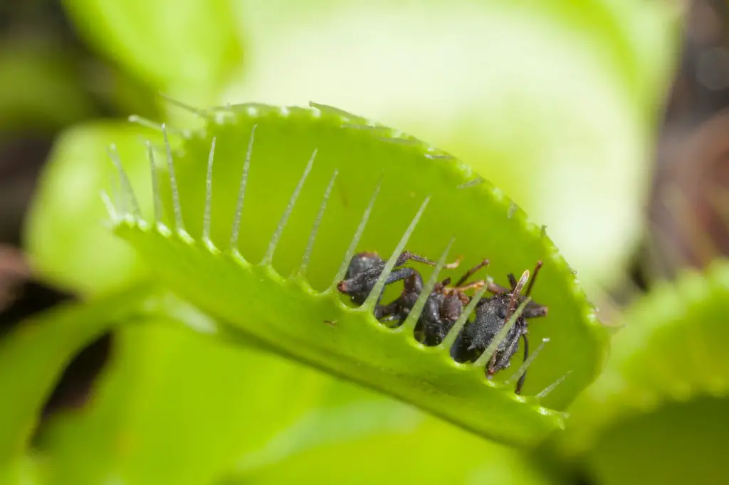 Venus flytrap leaf eating fly