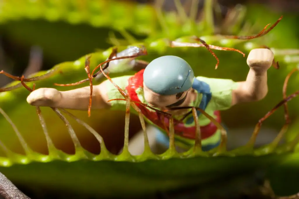 Venus flytrap leaf eating miniature man
