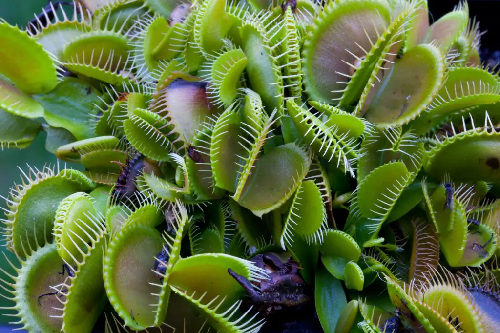 Venus Flytrap, Dionaea muscipula, Carnivorous plant occurs on nitrogen-poor soils.