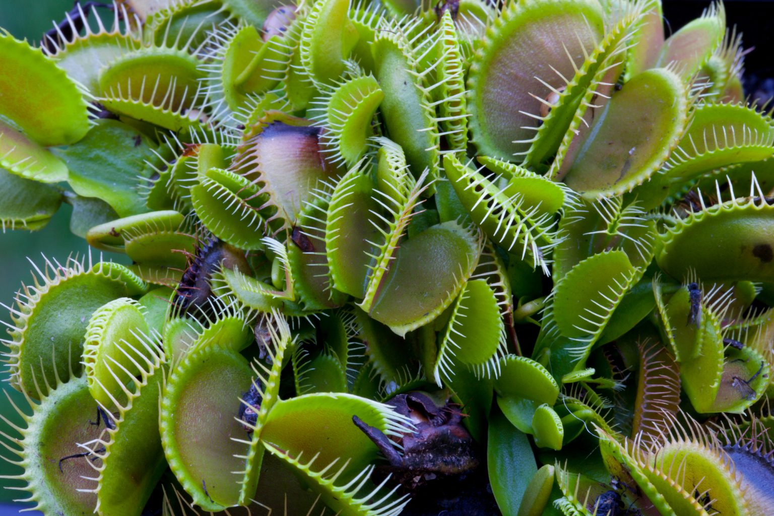 How Often Should You Feed A Venus Fly Trap Soak And Soil