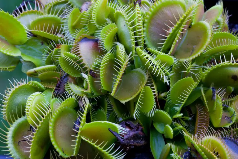 How Often Should You Feed A Venus Fly Trap - Soak And Soil