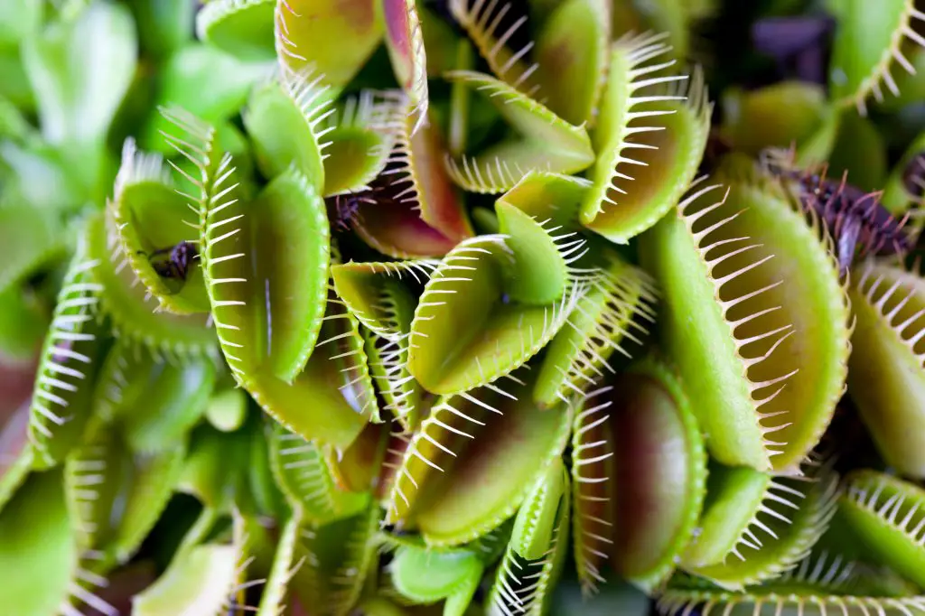 Venus Flytrap, Dionaea muscipula, Carnivorous plant occurs on nitrogen-poor soils.